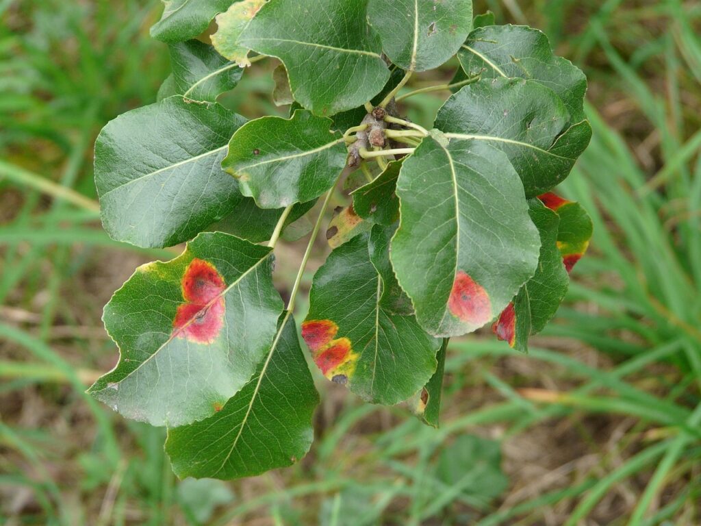 pear tree leaves, pear tree, disease